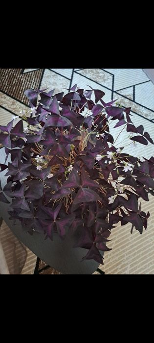 Оксалис (кислица)