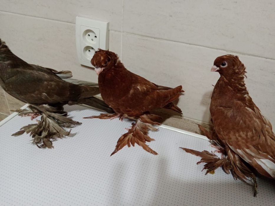 Продам   Голубей