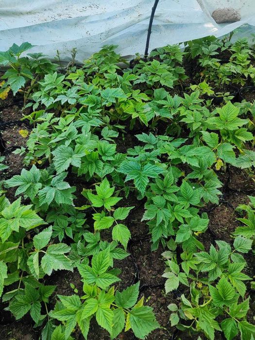 Малина Маравилла,Делнива,Енросадира,Полка,Полана.