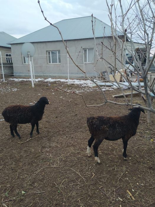 Продаётся бараны