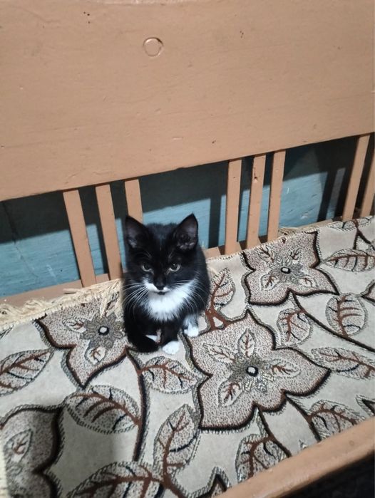 Отдам котенка в добрые руки