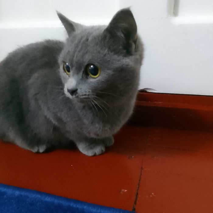 Скоттиш Страйт сотилади