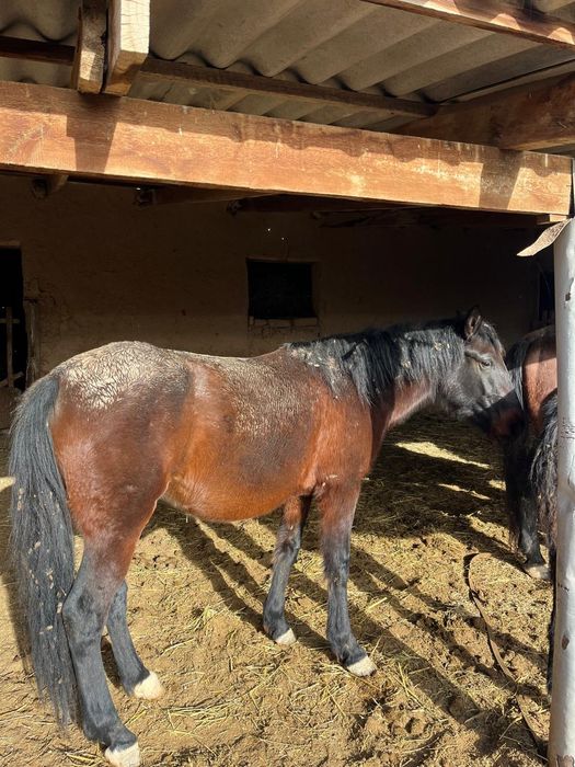 Продам хороших лощадей