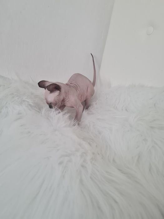 Pisică  Sphinx mascul elf
