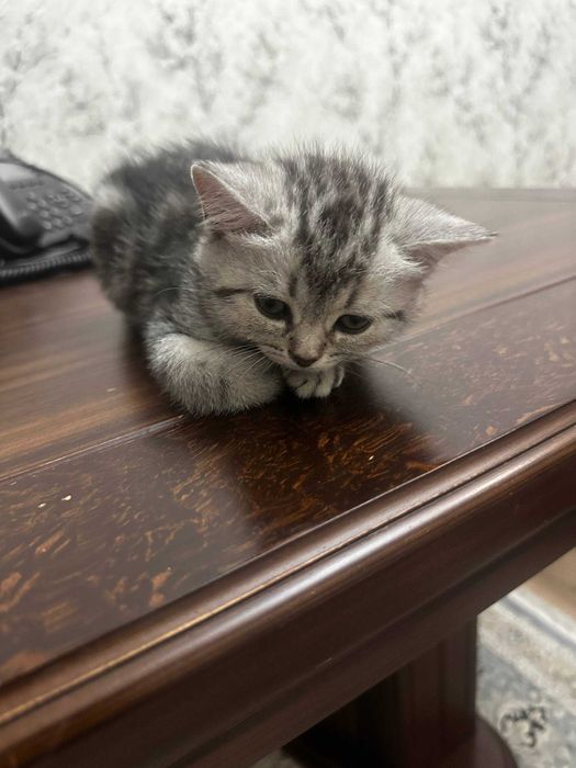 продам шотландский котенок