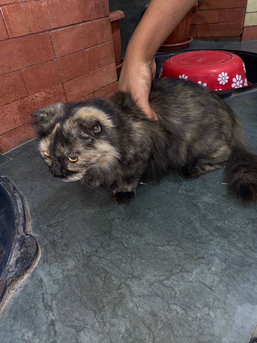 Чорние пушисть домашние кот