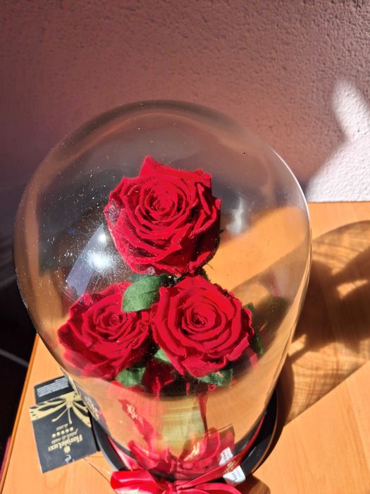 Trandafiri criogenati în cupola de sticla