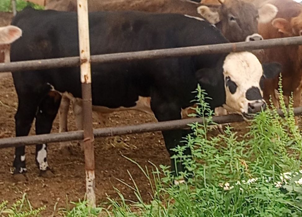 Qurbonlikka 300 kg buqalar