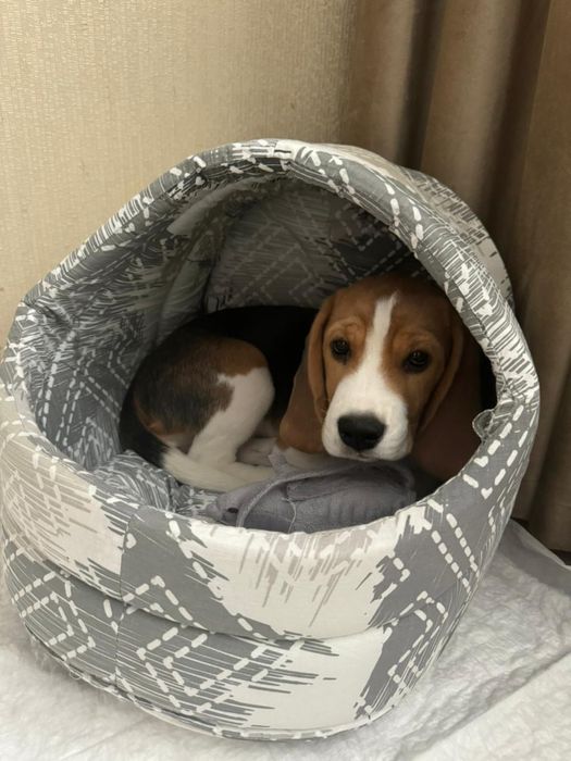 Продам щенка бигль. 3 месяца, с документами, к переезду готов