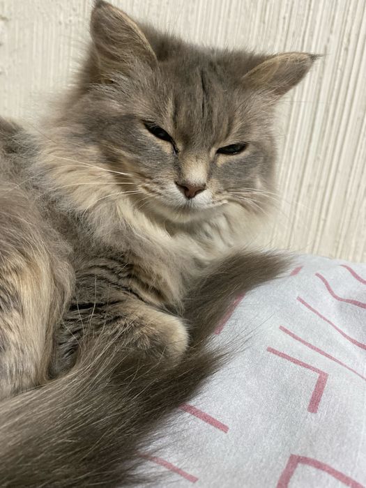 Отдам кошку в добрые руки