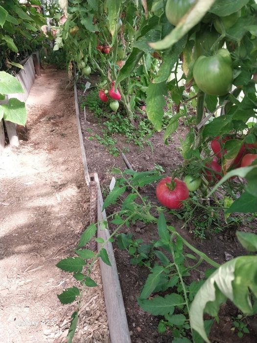 Продам помидоры домашние