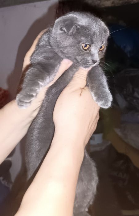 Продаю вислоухих кошек.