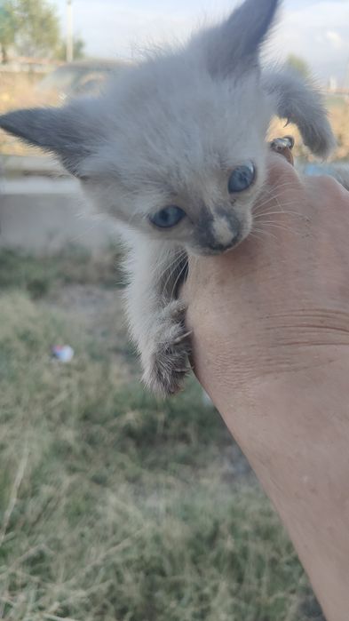 Отдам даром маленкие кошек