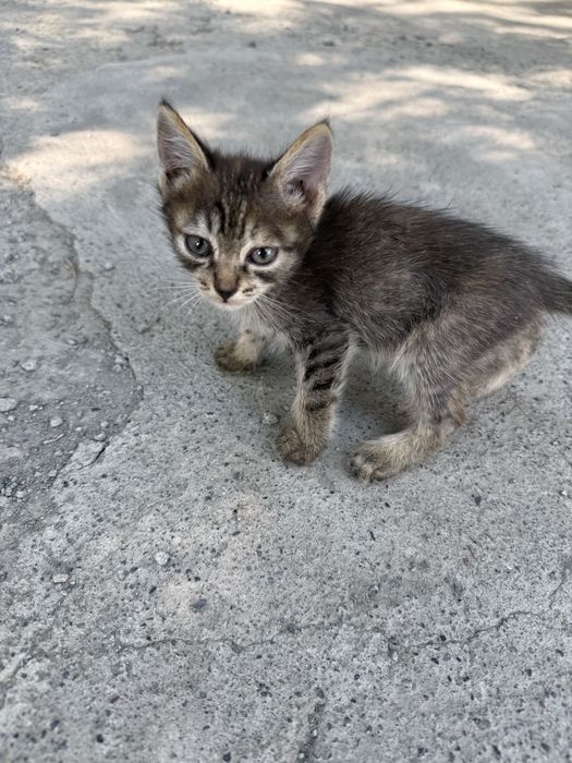 Отдам котят в добрые руки