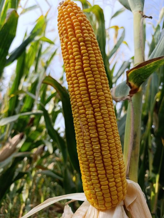 Маккажухори уруғлари (Семена кукуруза) ФИТО