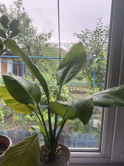 Цветы  комнатные