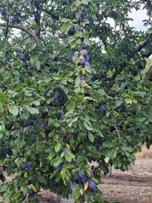 Prune stanley de vanzare