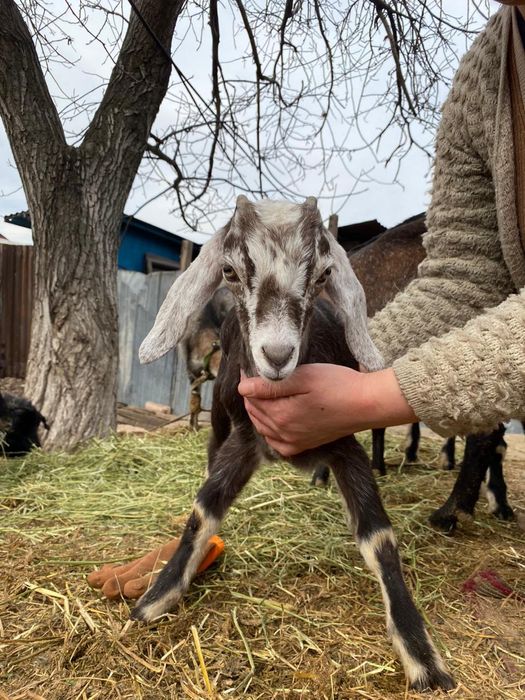 Онлайн аудармасы бар сексуалды порно