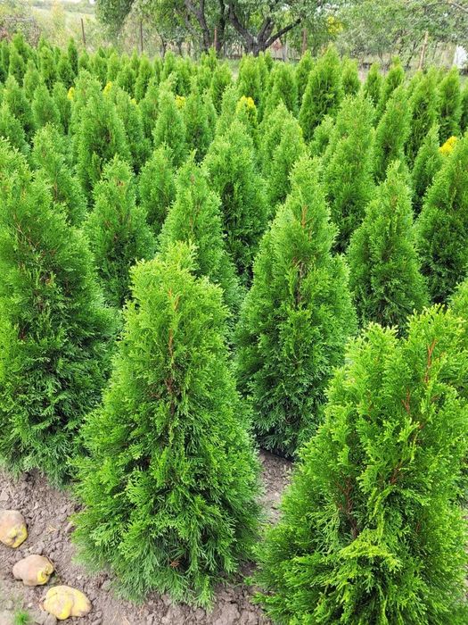 Tuia smaragd si gard viu