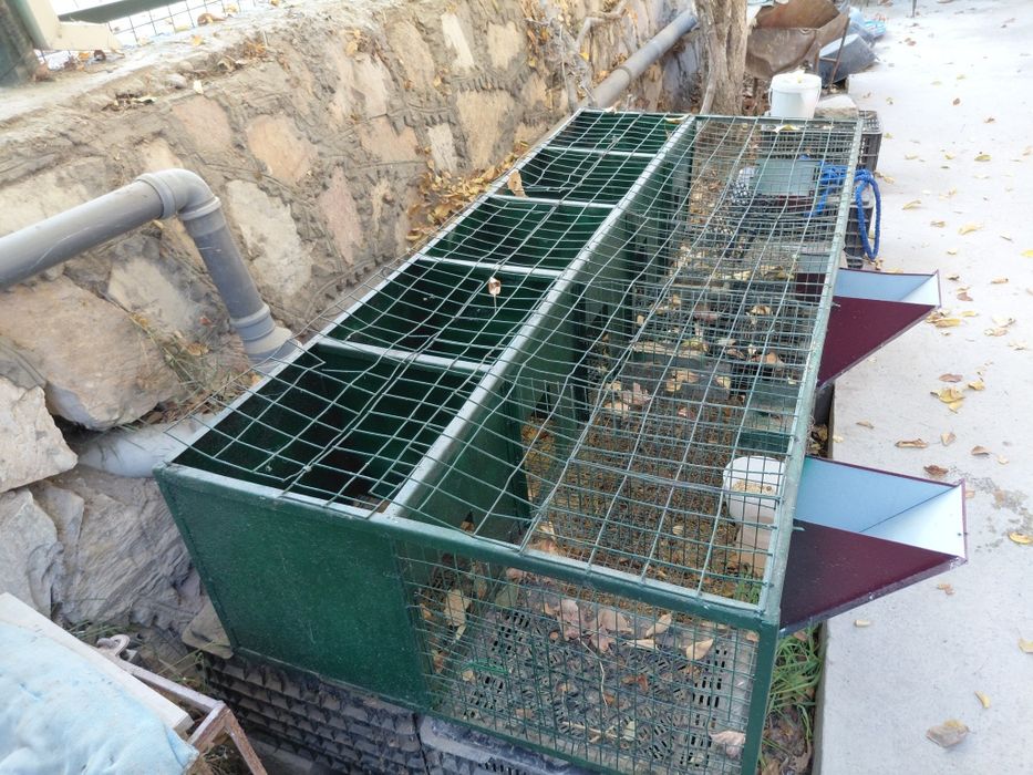 Quyon  katak  5ta matkaga