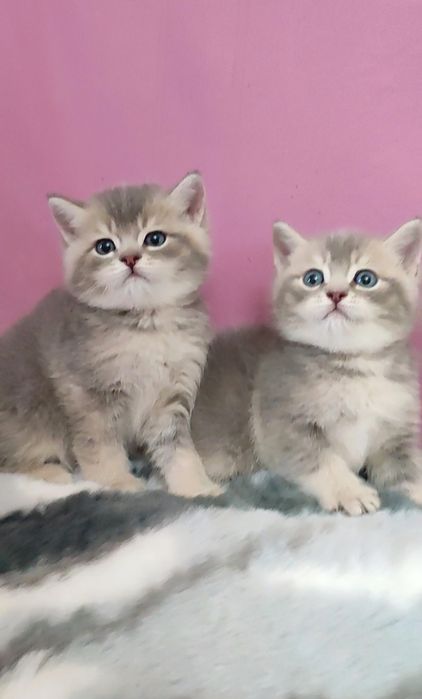 Продаются чистокровные котята