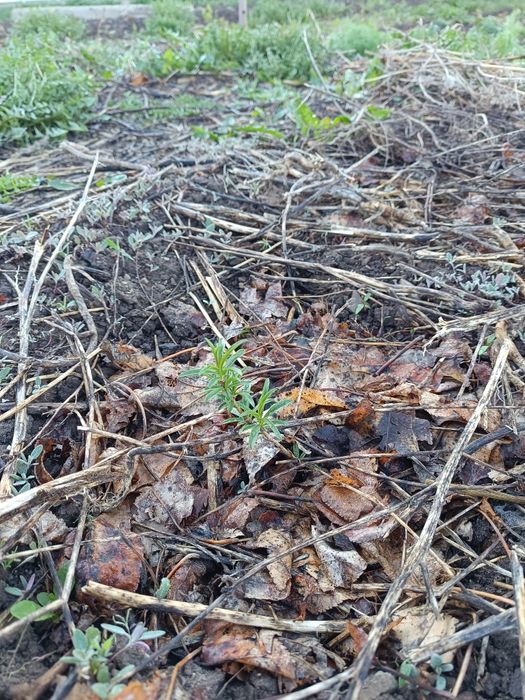 Саженцы дикого миндаля