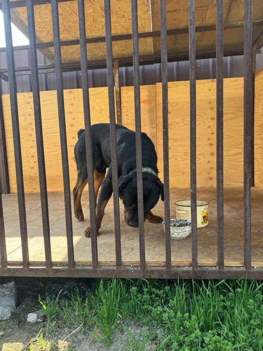 Продам ротвейлера с вольером