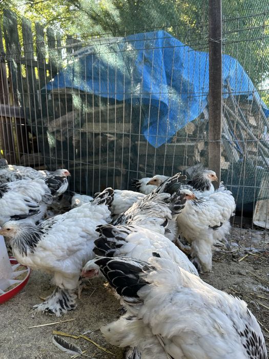Disponibili tineret brahma herminat deschis