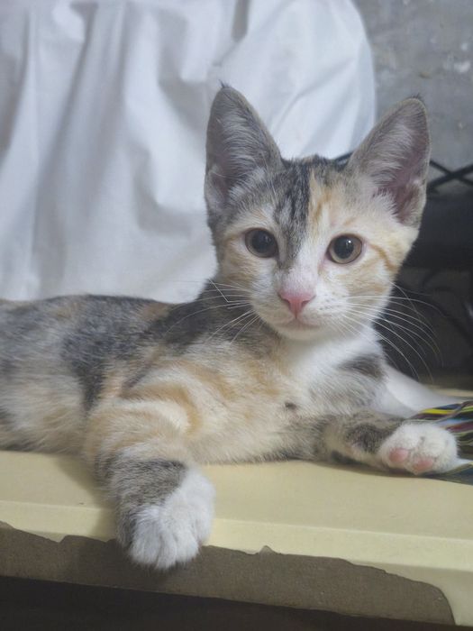 Котенок в добрые руки