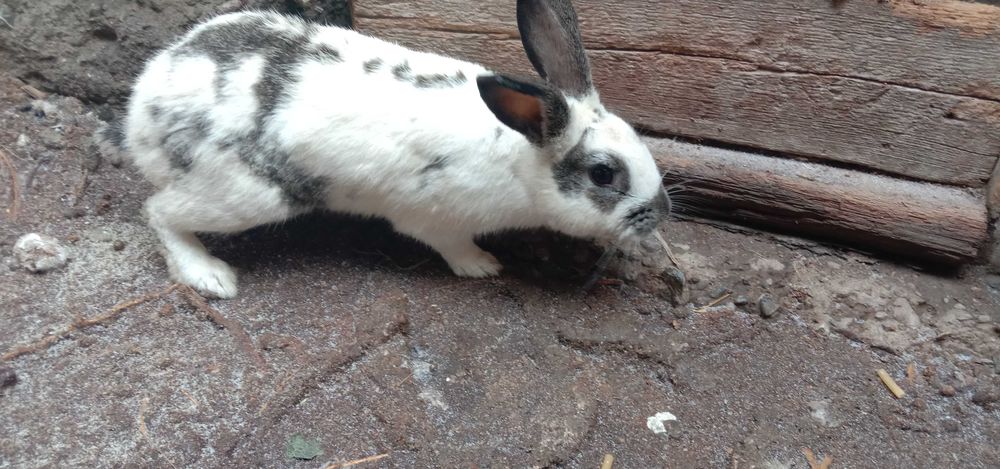 продам кроликов  и курицу