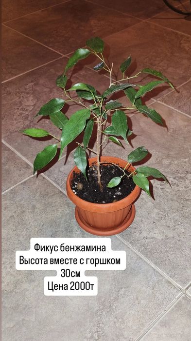 Цветы от 200 до 5000