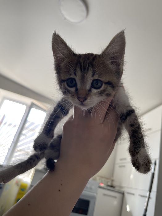 Котята сиамские смешанные