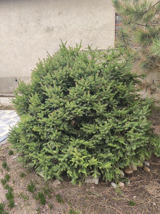 Елка широкая очень