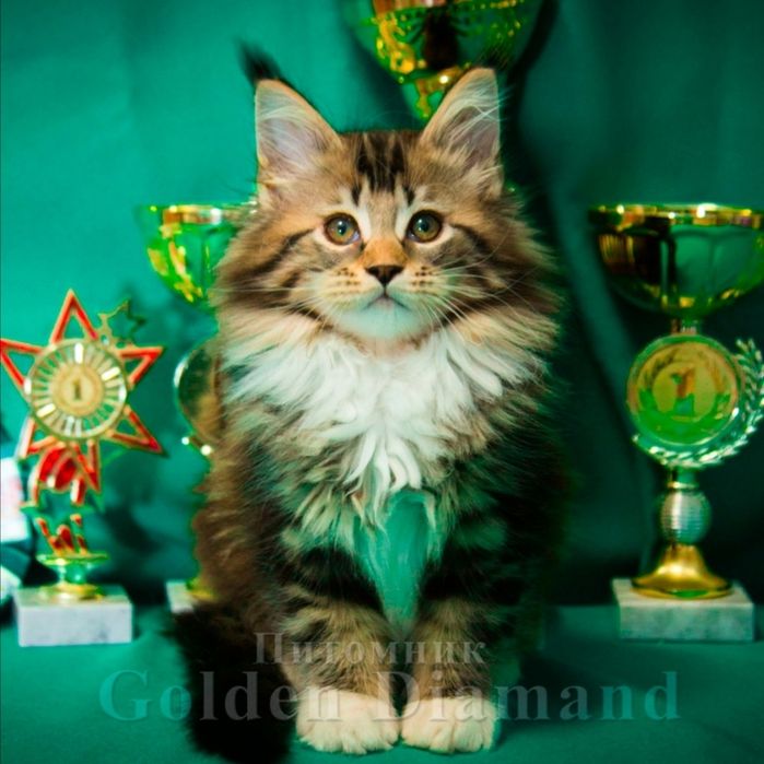 Шикарные котята Мейн-кун с документами