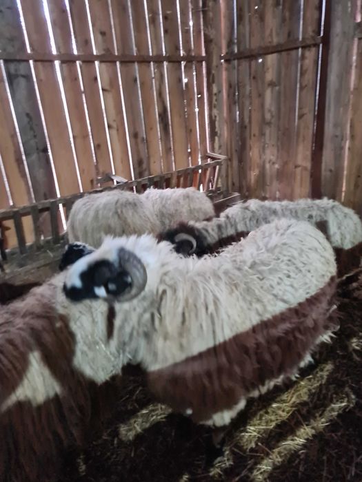 Barbec de 1 an de vanzare