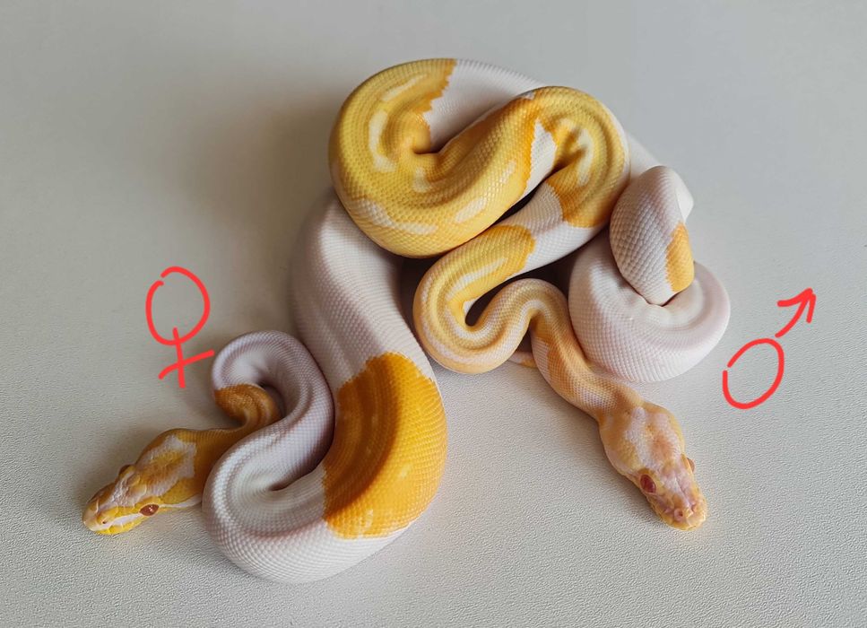 Пара королевских питонов