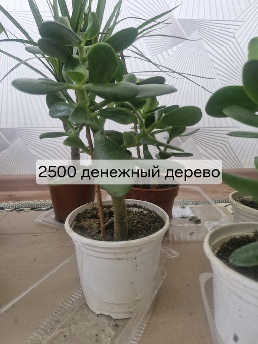 Домашние цветы пересаженный