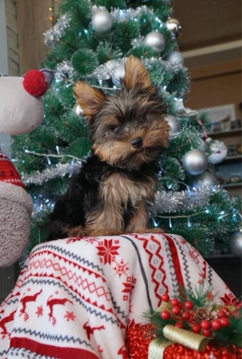 Топ бебе йоркширски териер