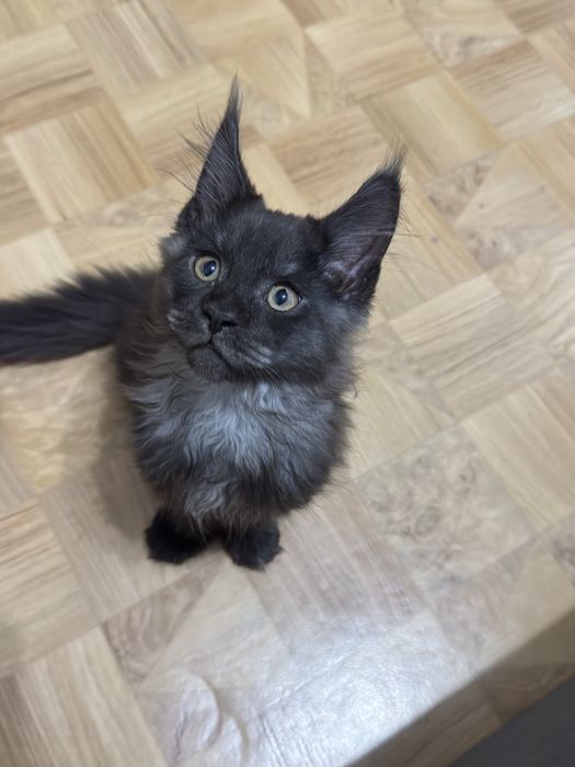 Продам котенка мейнкуна мальчик