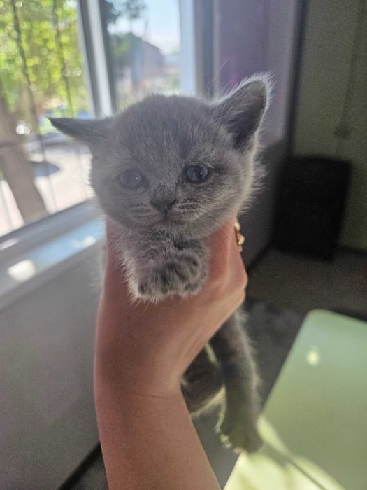 Британские котята