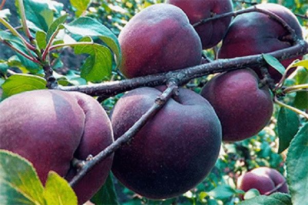 Pomi Fructiferi ( Soiuri Deosebite )