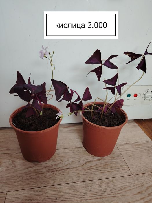 Продаются домашние цветы