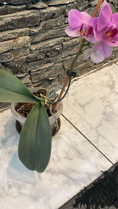 Орхидея в горшке домашняя