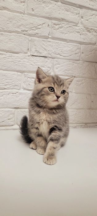 Продаю котенка шотландка девочка