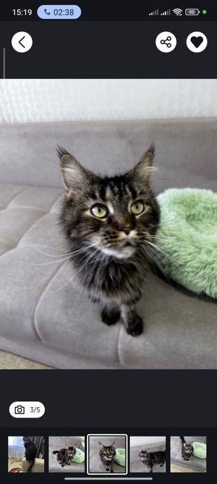 Продается кошка Мейн Кун