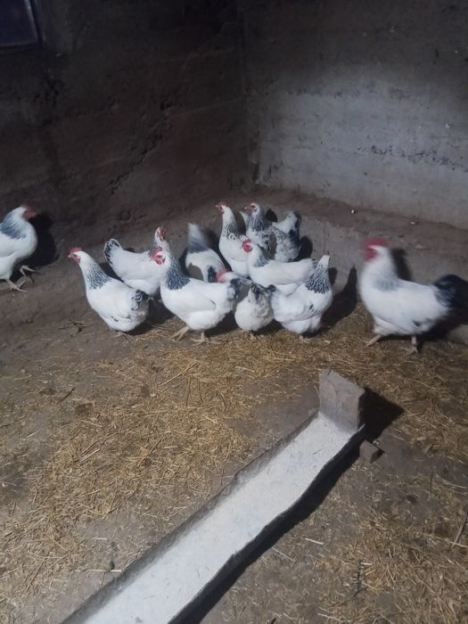 Яйца Адлерских кур