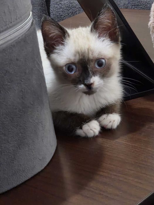 Se ofera catre adoptie pui de pisica siameza