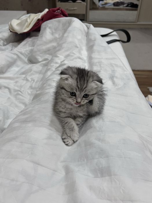 шотландская вислоухая кошка