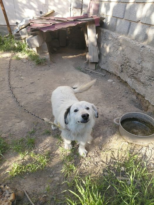 Ит Сатылады тегін!