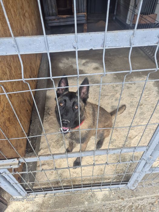 Ciobanesc Malinois